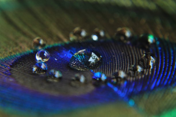 孔雀羽毛微距镜头与发光的金属效果图片下载