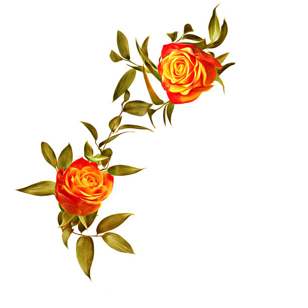 插图的玫瑰。图片下载