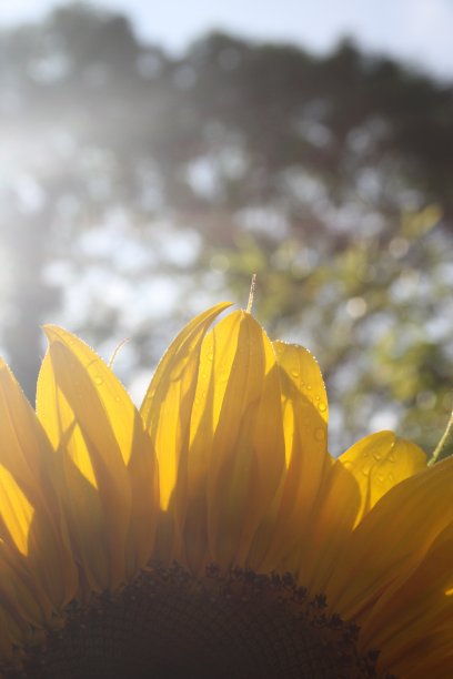 向日葵花瓣图片下载