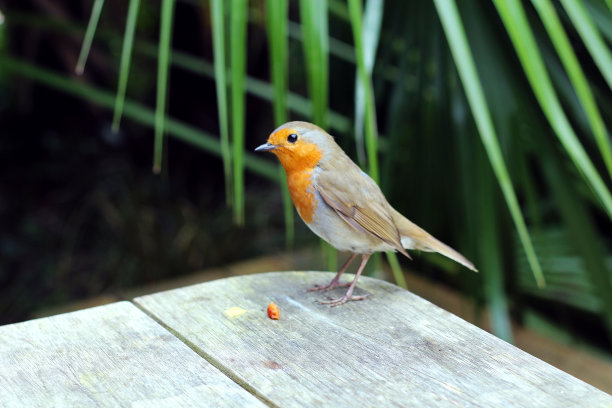 罗宾/埃里塔库斯·鲁贝库拉图片下载
