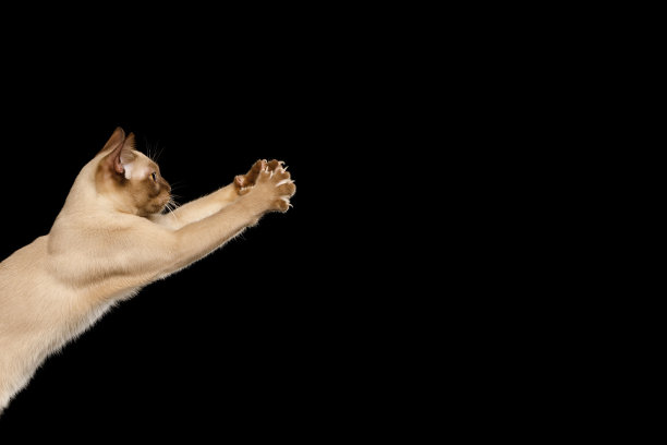 棕色缅甸猫孤立在黑色背景图片下载