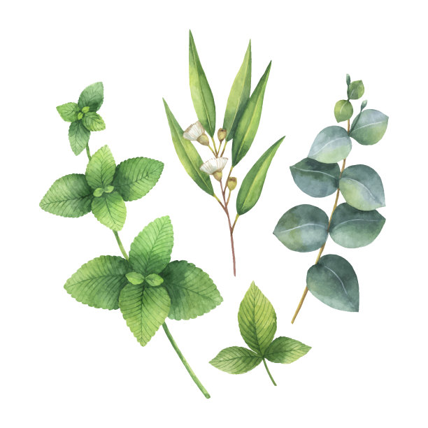 水彩向量花束与绿色的桉树叶和田间植物。图片下载