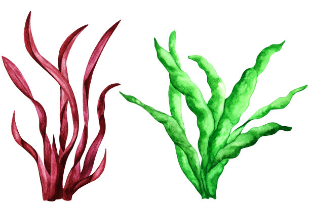 海苔。水彩图片下载