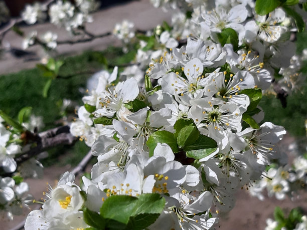 花枝的照片。光线。阳光,紫外线。春天图片下载