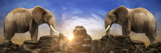 大象在日落时分。三维渲染图片下载