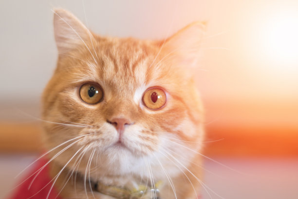 黄斑猫，大眼睛。图片下载