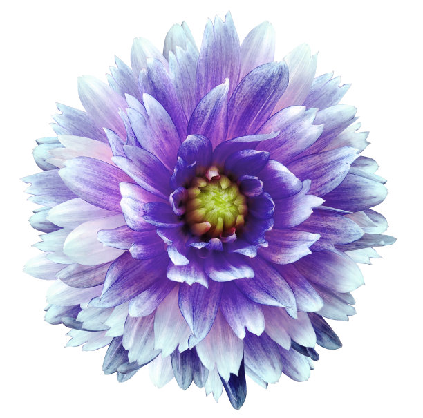 紫蓝色大丽花白色孤立的背景。特写镜头。没有阴影。为设计。大自然。图片下载