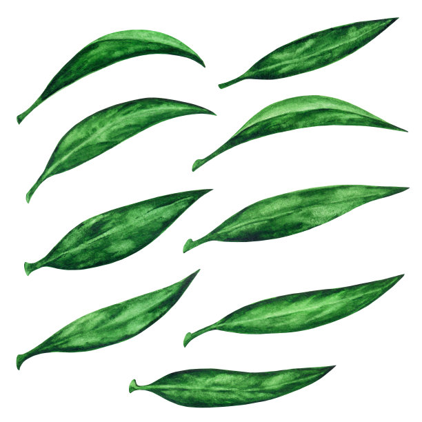 茶叶。水彩图片下载