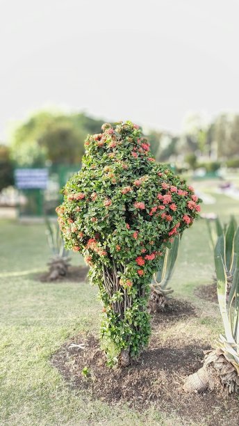 花的肖像图片下载