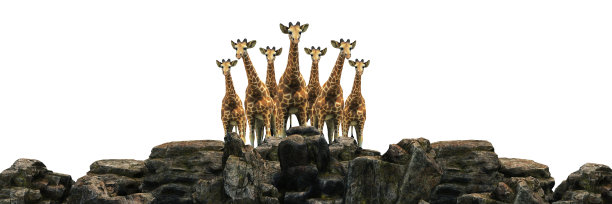 长颈鹿在日落时分。三维渲染图片下载