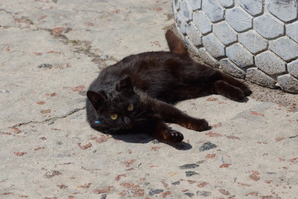 小黑猫躺在街上，看着一条灰色肮脏的路图片下载