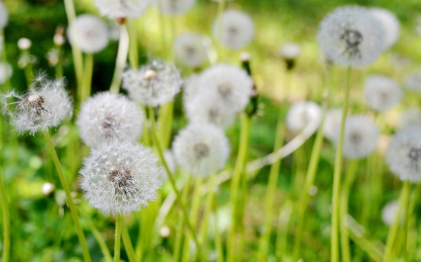 蒲公英在日落轻夏季背景花图片下载