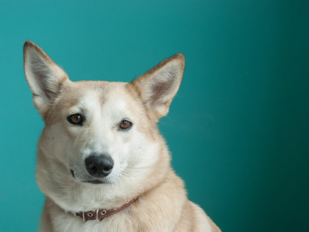 Layka哈士奇狗。详细的肖像在一个蓝色的背景图片下载