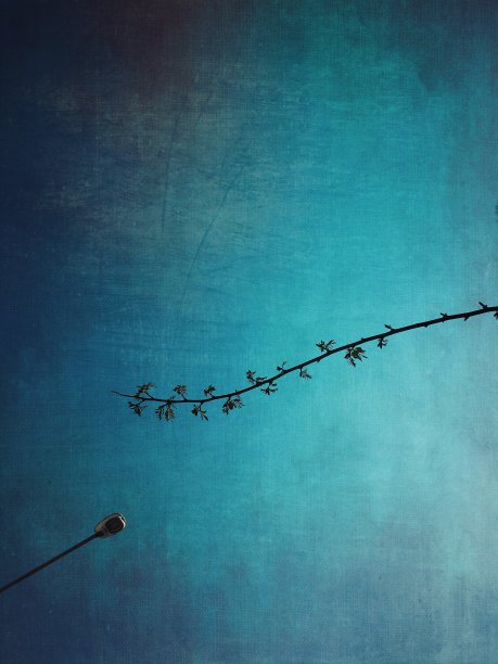 春日蓝天上的树枝路灯图片下载