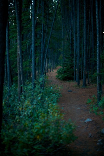 走进森林图片下载