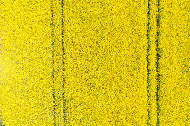 无人机拍摄的黄色油菜田图片下载