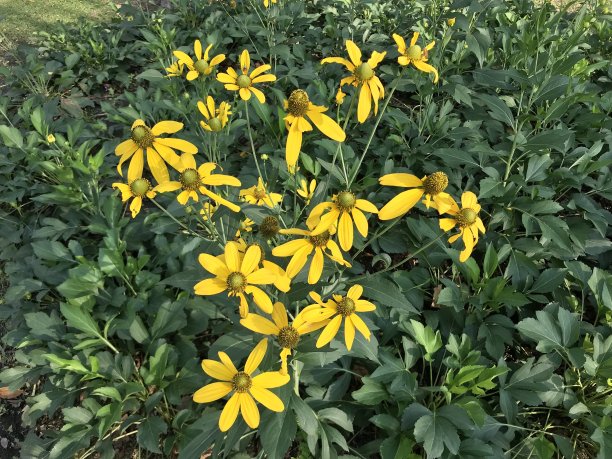 大杂烩，金盏花，墨西哥比目鱼，墨西哥向日葵，日本向日葵或菊，黄花盛开图片下载