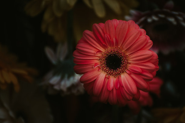 鲜花复古卡片。图片下载