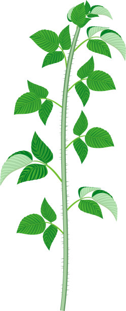 树莓枝(樱草木)，绿叶孤立在白色背景上图片下载