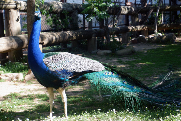 雄孔雀图片下载