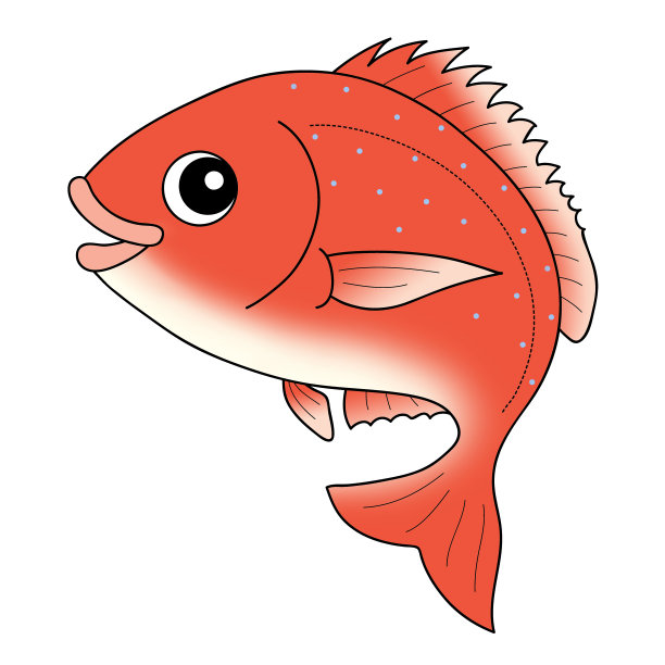 鲷 Red snapper图片下载