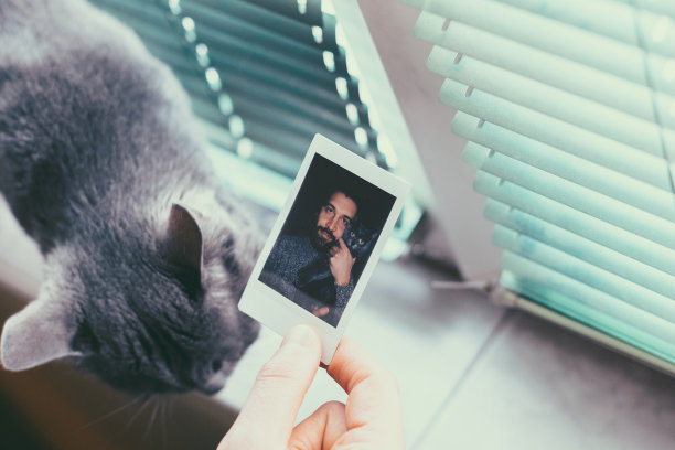 猫的记忆图片下载