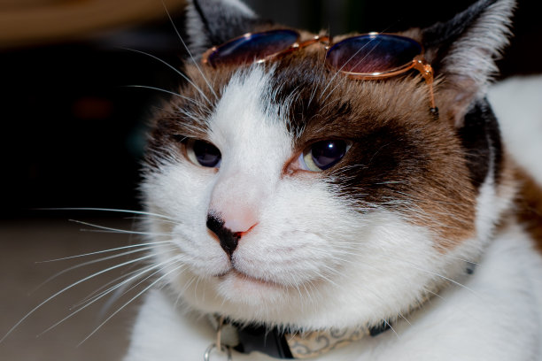 一只能跟上主人游戏节奏的猫图片下载