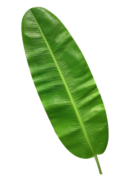 香蕉叶子孤立图片下载