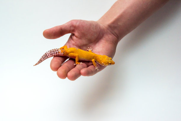 豹壁虎在人类手中图片下载