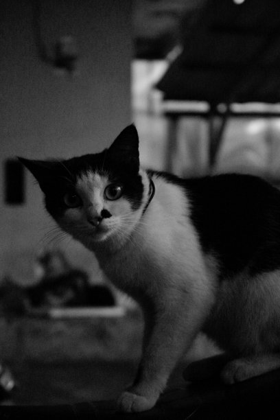 喵喵叫梦露图片下载