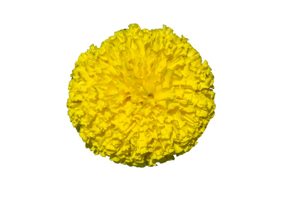 美丽的黄色万寿菊孤立在白色的背景。图片下载