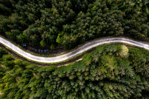 夏天的森林里有一条乡间小路图片下载