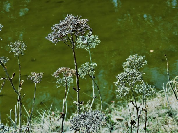 沼泽。自然的模式。2图片下载