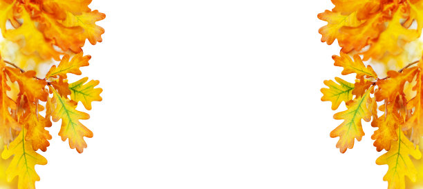 黄色的橡树叶在白色的背景上孤立的接近，秋天的金色树叶装饰边框，秋天的橡树枝杈框架，回到学校旗帜的概念，秋天的角落设计元素，复制空间图片下载