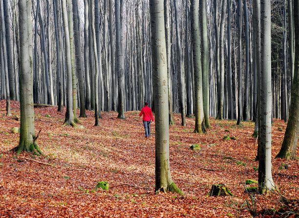 秋天的山毛榉林和穿着红夹克的女孩图片下载