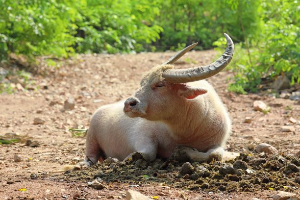 泰国热天里的亚洲水牛图片下载