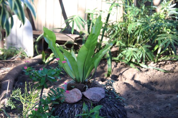 近距离鸟窝植物在花园床图片下载