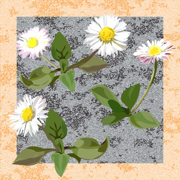 雏菊-白色的花，黄色的中心和绿色的叶子。背景-军事，灰色阴影。额外的黄色框。图片下载