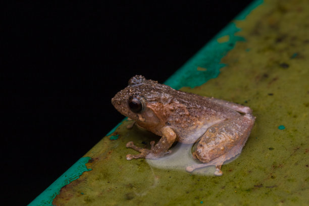 婆罗洲沙巴州的青蛙- Philautus Amoenus (Kamboranga丛林蛙)图片下载