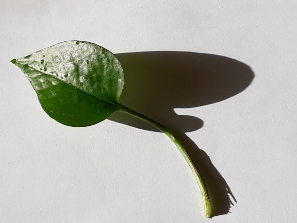 白色背景上的叶子特写镜头图片下载