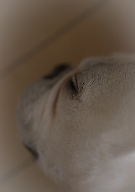 可爱的睡下文图片下载