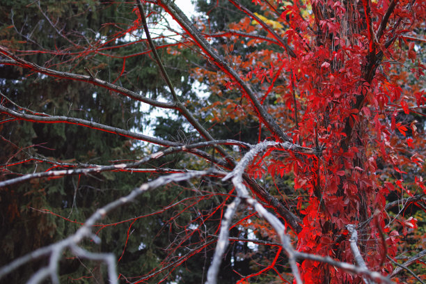 在颜色的光秋天的树木的树枝的特写图片下载