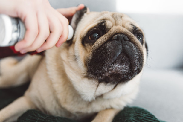 一个女人在照顾她的狗图片下载