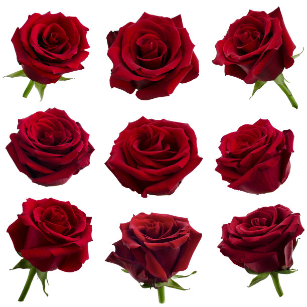 红玫瑰拼贴画图片下载