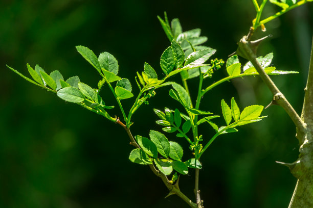 特写美国花椒的嫩绿叶子，花椒在自然的春天绿色背景下。图片下载