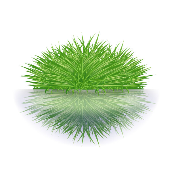 一簇绿莎草倒映在池塘里。圈在水面上。在白色背景上隔离图片下载