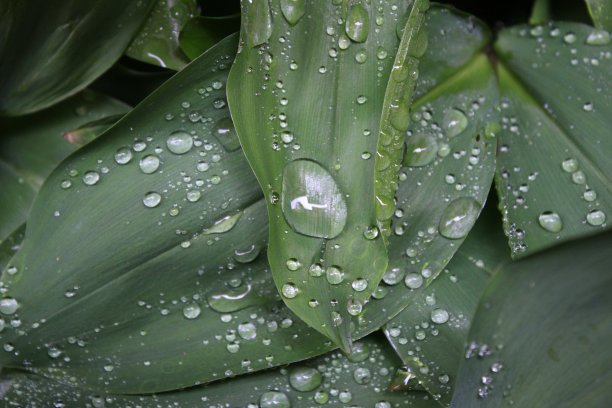 露水，水滴在山谷百合的叶子上图片下载