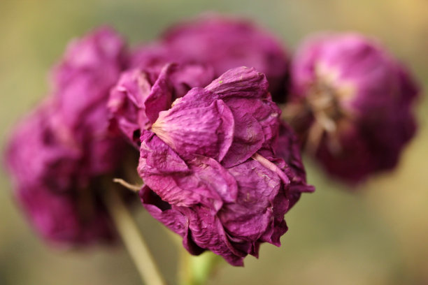 花园里的干玫瑰图片下载