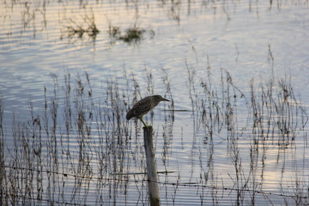 《鹈鹕群和山谷风景》作者Andrea Lawrence C 1020377 Saskatchewan图片下载