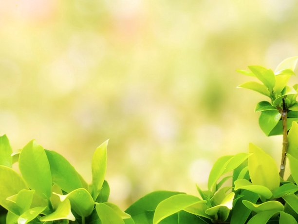 绿叶带着自然光。图片下载